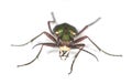 Green tiger beetle. Royalty Free Stock Photo