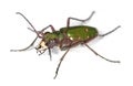 Green tiger beetle. Royalty Free Stock Photo