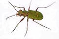 Green Tiger Beetle (Cicindela campestris)