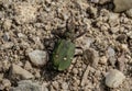 Green Tiger Beetle (Cicindela campestris). Royalty Free Stock Photo