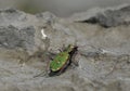 Green Tiger Beetle Royalty Free Stock Photo