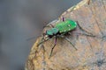 Green Tiger Beetle - Cicindela campestris