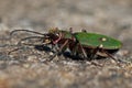 Green tiger beetle, Cicindela campestris Royalty Free Stock Photo