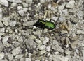 Green Tiger Beetle Royalty Free Stock Photo