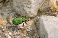 Green Tiger Beetle on pebbles Royalty Free Stock Photo