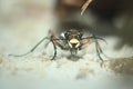 Green tiger beetle Royalty Free Stock Photo