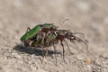 Green Tiger-Beetles Cicindela campestris mating. Royalty Free Stock Photo