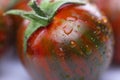 Green tiger tomato is wet Royalty Free Stock Photo