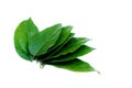Green Tiliacora triandra leaves or Bai ya nang Thai name Royalty Free Stock Photo