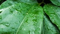 Green Tiliacora triandra leaves with rain water drops