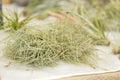 Green tillandsia air plants on a white background Royalty Free Stock Photo