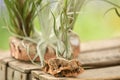 Green tillandsia air plants into the wood Royalty Free Stock Photo