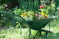 Wheelbarrow full of colorful flowers in the garden Royalty Free Stock Photo