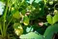 Green tiny verdant strawberries singing in the garden Royalty Free Stock Photo