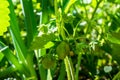 Green tiny verdant strawberries singing in the kailyard Royalty Free Stock Photo
