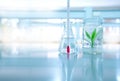 Green tissue plant culture in bottle glass with thermometer in f