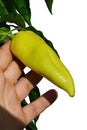 Green to yellow pepper Capsicum Annuum on plant from ecological agriculture, white background, held in left hand of farmer Royalty Free Stock Photo