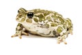 Green toad Royalty Free Stock Photo