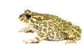 Green toad Royalty Free Stock Photo