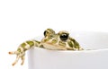 Green toad Royalty Free Stock Photo