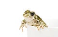 Green toad Royalty Free Stock Photo