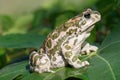 Green toad Royalty Free Stock Photo