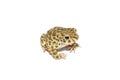 Green toad Royalty Free Stock Photo