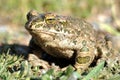 Green Toad Royalty Free Stock Photo