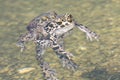 Green toad (Bufo viridis) Royalty Free Stock Photo