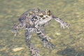 Green toad (Bufo viridis)