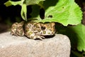 Green toad (Bufo viridis) on the hot rock