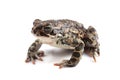 Green toad (Bufo viridis) isolated on white Royalty Free Stock Photo