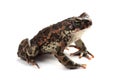 Green toad (Bufo viridis) isolated on white Royalty Free Stock Photo