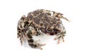 Green toad (Bufo viridis) isolated on white Royalty Free Stock Photo