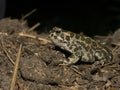 Green toad - Bufo viridis