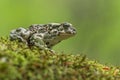 Green toad Bufotes viridis, also Pseudepidalea or Bufo in Czech Republic Royalty Free Stock Photo