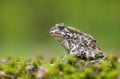 Green toad Bufotes viridis, also Pseudepidalea or Bufo in Czech Republic Royalty Free Stock Photo