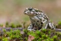 Green toad Bufotes viridis, also Pseudepidalea or Bufo in Czech Republic Royalty Free Stock Photo