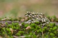 Green toad Bufotes viridis, also Pseudepidalea or Bufo in Czech Republic