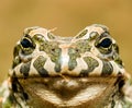 Green toad bufotes viridis Royalty Free Stock Photo