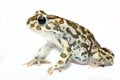 Green toad closeup isolated on white Royalty Free Stock Photo