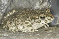 Green toad frog (Bufo viridis) in natural background Royalty Free Stock Photo
