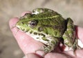 Green toad Royalty Free Stock Photo