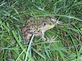 Green toad on the grass, close-up. Frog on the green grass. River animal on the shore of a reservoir Royalty Free Stock Photo