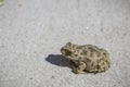 Green toad on land. Frog up close. Reptile on land