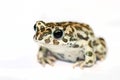 Green toad macro isolated on white Royalty Free Stock Photo