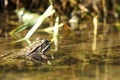 A green toad sits in a dirty pond