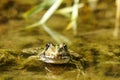 A green toad sits in a dirty pond