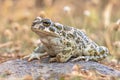 Green toad sitting on stone in Grass Royalty Free Stock Photo