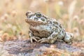 Green toad sitting on stone in Grass Royalty Free Stock Photo